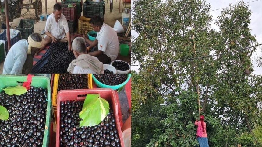 up:-जामुन-की-बागवानी-से-बदली-तस्वीर,-हर-साल-लाखों-कमा-रहे-किसान;-दिल्ली-तक-पहुंच-रही-कुकथला-की-उपज