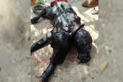 up:-औरैया-में-भैंस-ने-जन्मा-चार-आंख,-दो-मुंह-वाला-अनोखा-बच्चा,-सांसें-मिली-केवल-एक-घंटे-की