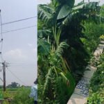 मौसम-का-कहर:-आंधी-बारिश-से-10-पोल-गिरे,-140-से-ज्यादा-गांवों-की-बिजली-गुल;-जन-जीवन-अस्त-व्यस्त