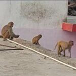 up:-महिला-समेत-तीन-को-नोचा,-सामान-छीन-ले-गए…बारिश-में-बंदर-हुए-आक्रामक,-कलेक्ट्रेट-में-जमकर-मचाया-उत्पात