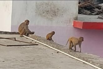 up:-महिला-समेत-तीन-को-नोचा,-सामान-छीन-ले-गए…बारिश-में-बंदर-हुए-आक्रामक,-कलेक्ट्रेट-में-जमकर-मचाया-उत्पात