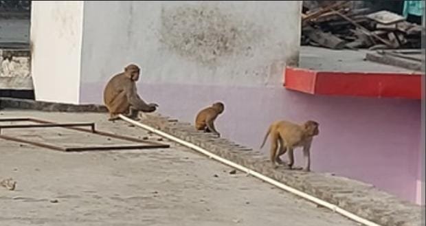 up:-महिला-समेत-तीन-को-नोचा,-सामान-छीन-ले-गए…बारिश-में-बंदर-हुए-आक्रामक,-कलेक्ट्रेट-में-जमकर-मचाया-उत्पात