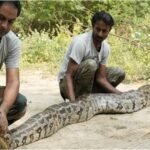up:-इतना-विशाल-अजगर,-लंबाई-और-वजन-देख-रेस्क्यू-करने-आई-टीम-की-भी-फटी-रही-गईं-आंखें;-मंदिर-में-मिला-सैंड-बोआ