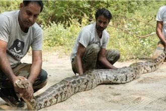 up:-इतना-विशाल-अजगर,-लंबाई-और-वजन-देख-रेस्क्यू-करने-आई-टीम-की-भी-फटी-रही-गईं-आंखें;-मंदिर-में-मिला-सैंड-बोआ