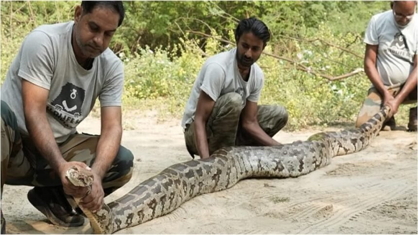 up:-इतना-विशाल-अजगर,-लंबाई-और-वजन-देख-रेस्क्यू-करने-आई-टीम-की-भी-फटी-रही-गईं-आंखें;-मंदिर-में-मिला-सैंड-बोआ