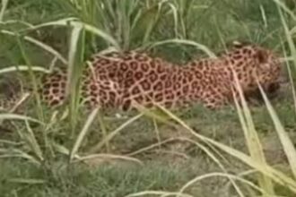 moradabad:-तेंदुए-ने-किया-घोड़े-का-शिकार,-खेत-में-ले-जाकर-गर्दन-और-पेट-नोच-खाया,-मंडल-भर-में-लगाए-90 पिंजरे