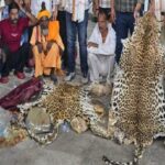 up:-तेंदुओं-की-खाल-का-तस्कर,-दिल्ली-से-मास्टरमाइंड-गिरफ्तार;-बर्खास्त-सिपाही-समेत-अब-तक-नौ-आरोपी-दबोचे-गए