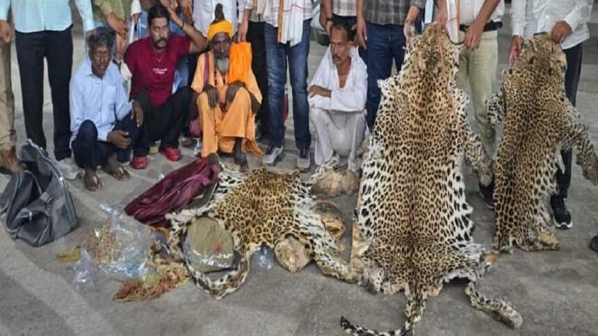up:-तेंदुओं-की-खाल-का-तस्कर,-दिल्ली-से-मास्टरमाइंड-गिरफ्तार;-बर्खास्त-सिपाही-समेत-अब-तक-नौ-आरोपी-दबोचे-गए