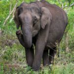 सुप्रीम-कोर्ट-बोला-”हाथियों-के-रास्तों-में-रुकावट-नहीं-डाल-सकते-राज्य”